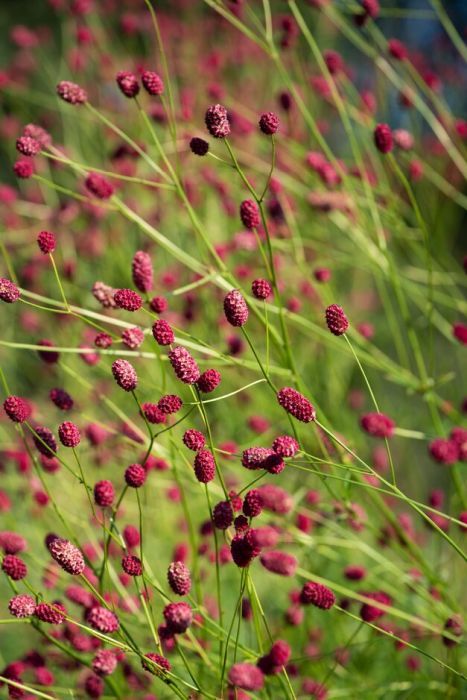 Sanguisorba officinalis 'Arnhem' | great burnet 'Arnhem'/RHS Gardening Great Burnet, Sanguisorba Officinalis, Sacred Garden, Grasses Garden, Summer Plants, Herbaceous Perennials, Flower Names, Love Garden, Plant List