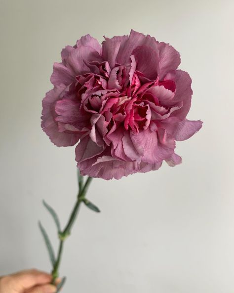 This surprising mix of hot pink and purple-mauve is a knock-out addition to so many palettes. Pink Mauve, Pink Purple Flowers, Carnation Flower Aesthetic, Mauve Flowers, Carnation Purple, Pink Carnation Aesthetic, Light Pink Carnations Aesthetic, Dark Purple Carnations, Antique Pink Carnation