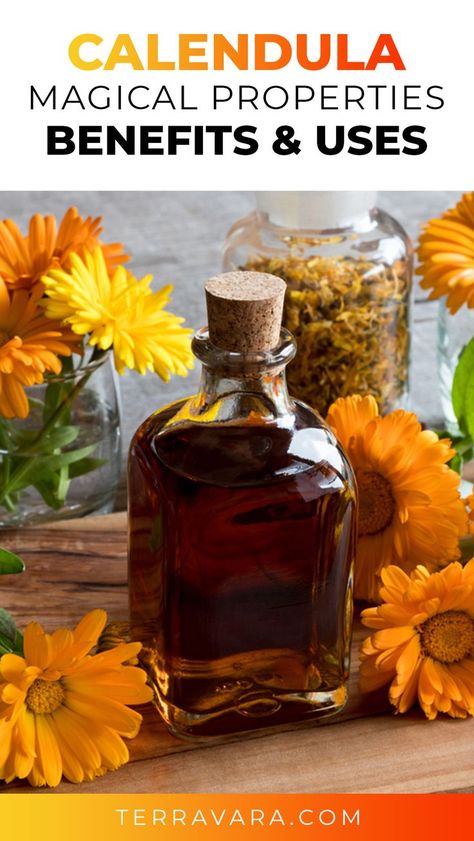 Magical properties, benefits and uses of Calendula. Superfood Smoothies, Lotion Bars Recipe, Calendula Benefits, Magickal Herbs, Calendula Officinalis, Medicinal Garden, Plant Magic, Herbal Teas Recipes, Magic Herbs