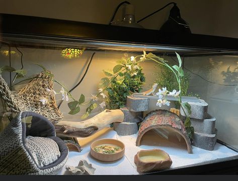 Girly Reptile Enclosure, Bearded Dragon Aesthetic Tank, Aesthetic Leopard Gecko Tank, Cute Bearded Dragon Tank Ideas, Lizard Cage Ideas, Bearded Dragon Terrarium Setup, Bearded Dragon Enclosure Ideas Aesthetic, Beared Dragon Cage Ideas Cute, Aesthetic Bearded Dragon