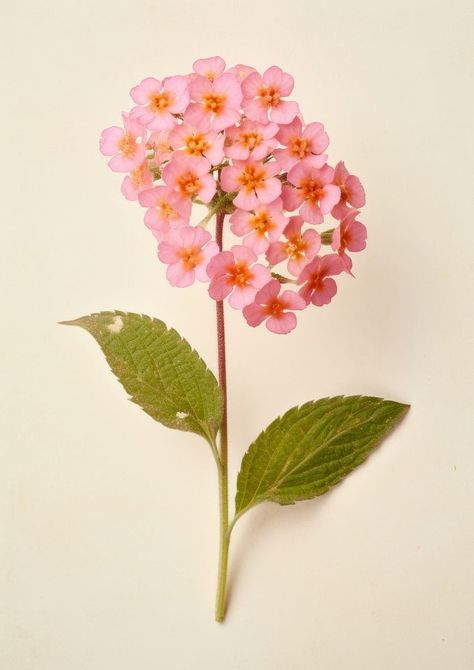 Real pressed a single pink Lantana flower lantana blossom plant. AI generated Image by rawpixel. | free image by rawpixel.com / Boom Real Images Of Flowers, Lantana Aesthetic, Lantana Drawing, Lantana Tattoo, Pink Lantana, Lantana Flower, Spanish Flowers, Coastal Plants, Flower References