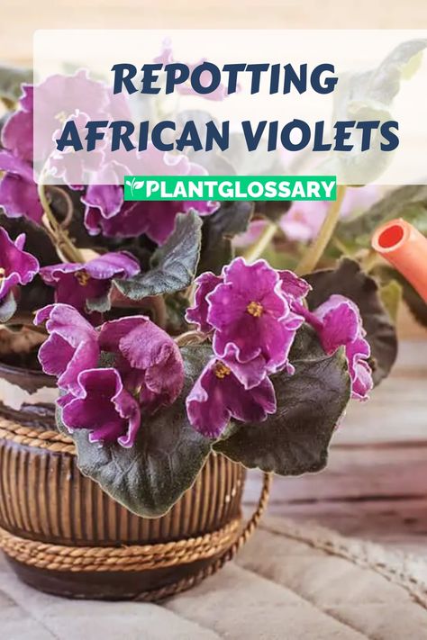 Ensuring your African violets stay healthy and vibrant involves regular repotting. In this article, we’ll walk you through the essential steps to repot your African violets. Learn how to choose the right pot, prepare the soil, and handle the plants carefully. Our detailed guide will help you maintain the health of your African violets and enjoy their beautiful blooms for years to come. African Violet Care, African Violet Pots, African Violets Plants, Violet Plant, Self Watering Pots, Soil Layers, African Violet, Peace Lily, Easy Plants