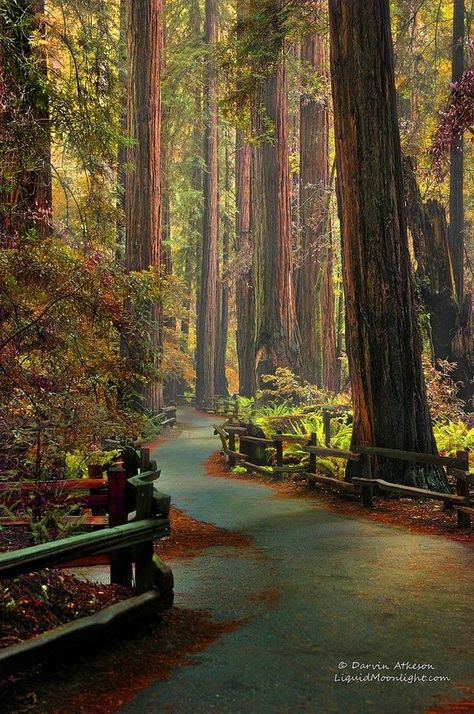 Muir Woods National Monument, Versailles Garden, Muir Woods, Redwood Tree, Mill Valley, Redwood Forest, National Monuments, Versailles, 그림 그리기