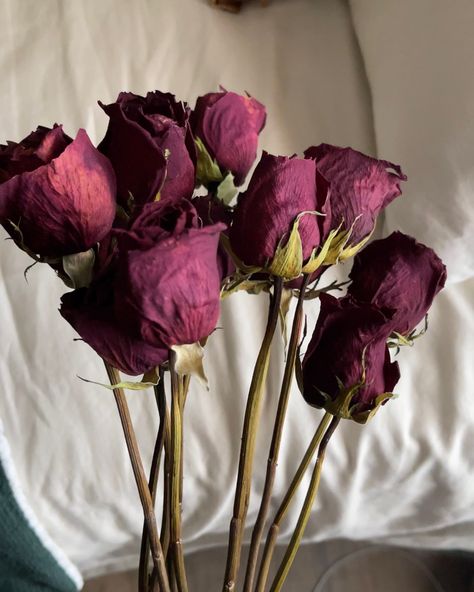 Dried Rose Aesthetic, Dried Roses Aesthetic, Aesthetic Dried Flowers, Withering Flower, Dried Flowers Aesthetic, Dried Red Roses, Florist Aesthetic, Royalcore Aesthetic, Dying Flowers