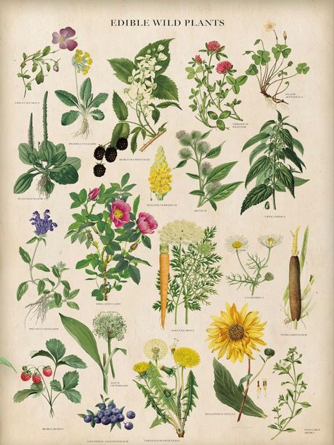 Vintage Botany Illustration, Scientific Illustration Botanical, Botanist Aesthetic, Botany Aesthetic, Botany Poster, Flowers Botanical Illustration, Seaweed Print, Botany Illustration, Flower Chart