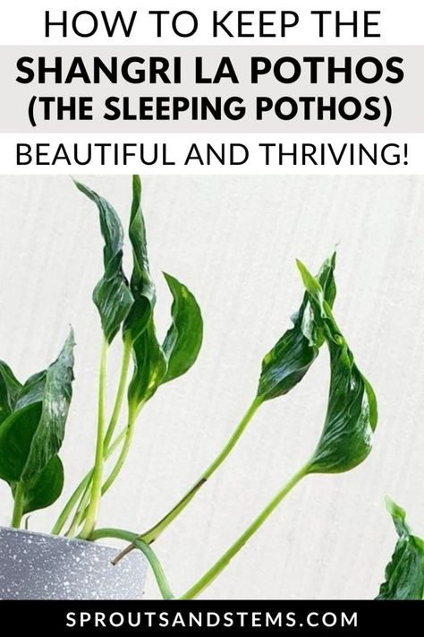 Shangri La Pothos (Sleeping Pothos): How to Care for and Propagate It! Pothos Shangri La, Shangri La Pothos, Tiki Modern, Plant Goddess, Pothos Varieties, Pothos Plant Care, Houseplant Collection, Pothos Plants, Easy To Grow Houseplants