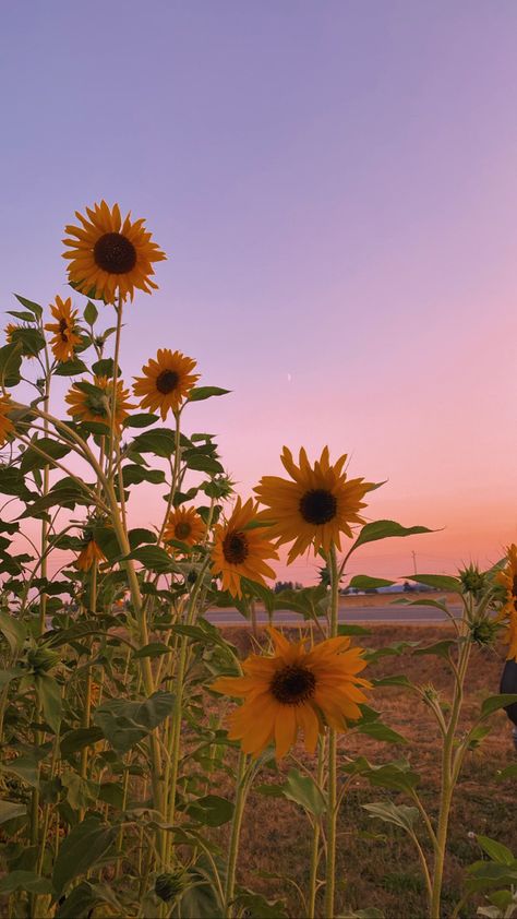 August Wallpaper, Sunflower Sunset, Wallpaper 2024, Sunflower Wallpaper, Pretty Landscapes, Summer Backgrounds, Sunset Wallpaper, Yellow Sunflower, Summer Wallpaper