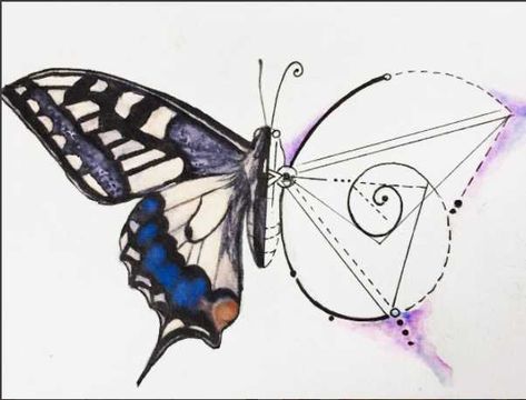 Butterfly & Golden Ratio @art.Hana - Imgur Golden Mean Ratio Art, Fibonacci Art Drawing, Golden Ratio Drawing, Fibonacci Sequence Art, Geometry Butterfly, Golden Ratio In Nature, Fibonacci Spiral Art, Golden Ratio Tattoo, Golden Ratio Art