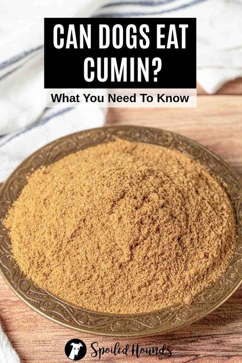 Can dogs eat cumin? Keep your dog safe and find out what you need to know about dogs eating cumin spice including ground cumin powder, cumin seeds, and black seed oil. Human Food For Dogs, Dogs Eating, Foods Dogs Can Eat, Cumin Spice, Food Resources, Cumin Seeds, Dog Tips, About Dogs, Eastern Cuisine