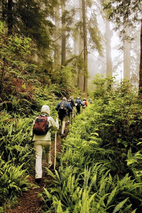 Natural Mood, Shinrin Yoku, Redwood National Park, Stronger Immune System, Forest Bathing, Nature Hikes, Walk In The Woods, Nature Girl, Walking In Nature