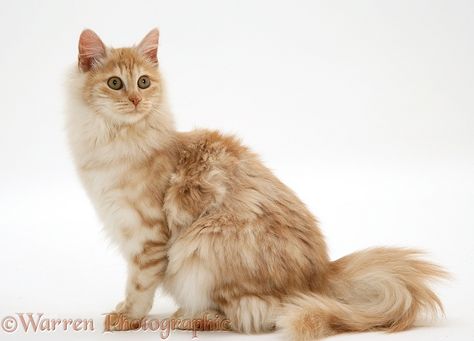 Angora Cat, Turkish Van Cats, Turkish Angora Cat, Teacup Cats, Angora Cats, Turkish Angora, Cat Light, Cat Reference, Cat Info