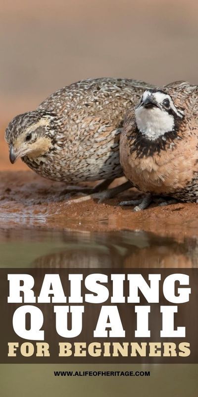 Raising Quail For Profit, Raising Quail For Meat, Quail Run Ideas, Raising Quail For Eggs, Keeping Quail, Quail Raising, Chicken Anatomy, Quail Pen, Quail House