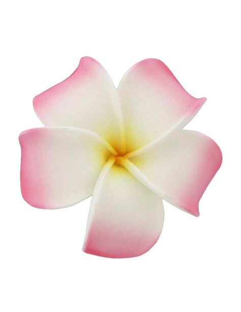 Large Hawaiian Plumeria White Pink Flower Hair Clip Hawaiian Flower Hair Clip, Bow Wallpaper Iphone, Hawaiian Flower Hair, Pink Flower Hair Clip, Pink Lily Flower, Flower Pic, Flowers White Background, Pink Plumeria, Pink Flower Hair