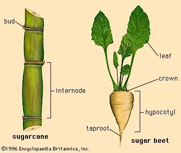 Cane vs. Beet Sugar: A Difference? Beet Plant, Sugar Beets, Tiny Farm, Reflux Diet, Spice Garden, Sugar Factory, Unwanted Hair Growth, Sugar Beet, Leaf Crown