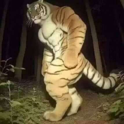 Funny Tiger, Image Meme, Tiger Artwork, Funny Poses, Jokes Pics, Funny Reaction Pictures, Cartoon Jokes, Silly Cats, Really Funny Pictures