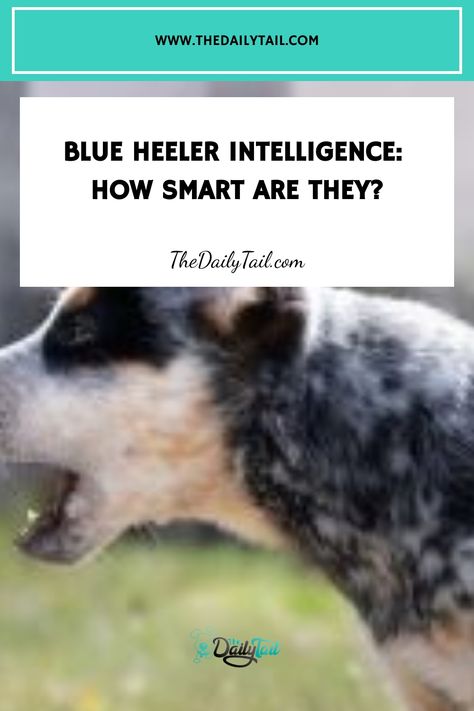 Blue Heeler Intelligence: How Smart Are They? Cattle Dog Quotes, Herding Cattle, Heeler Dogs, Austrailian Cattle Dog, Smartest Dogs, Blue Heeler Dogs, Zest For Life, Red Heeler, Australian Cattle Dogs