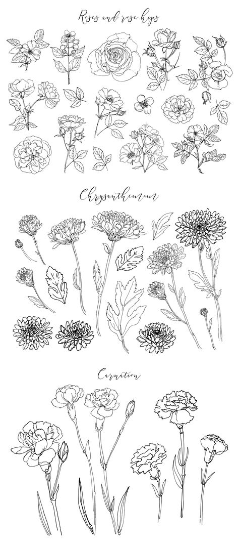 Roses and rose hips - 15 elements Chrysanthemum - 15 elements Carnation - 6 elements Carnation Chrysanthemum Tattoo, Line Art Carnation, Chrysanthemum Line Drawing, Carnation And Chrysanthemum Tattoo, Crysantenum Flower Drawing, Chrysthemum Flower Tattoo, Rose And Chrysanthemum Tattoo, Carnation Line Drawing, Fine Line Carnation Tattoo