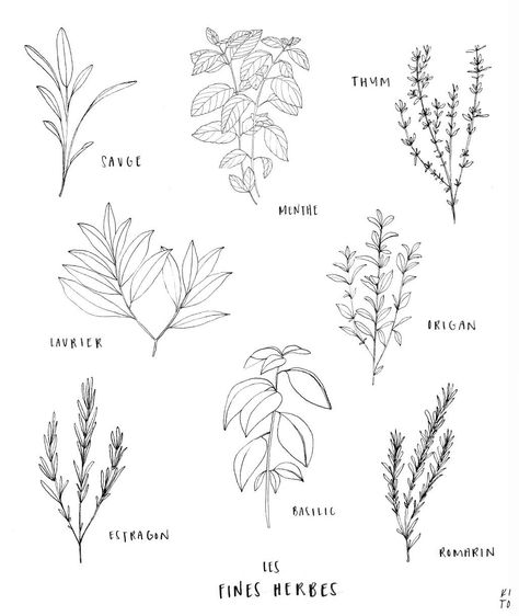 Herb Drawings Botanical Illustration, Herb Drawings Simple, Herb Doodles, Herb Tattoo Botanical Drawings, Herb Sketches, Herbs Tattoo, Tattoo Ideas Line Art, Tattoo Ideas Line, Herbs Drawing