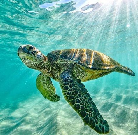 Sea turtle ocean underwater life beach aquarium dive scuba Green Turtle, In The Ocean, Sea Turtle, Turtles, Puerto Rico, The Ocean, Swimming, The World, Green