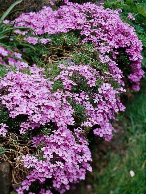 Pink, white, purple, red, and bicolors with darker-colored eyes abound in spring on this perennial groundcover: http://www.bhg.com/gardening/flowers/perennials/easy-ground-covers/?socsrc=bhgpin022615creepingphlox&page=21 Flower Facts, Moss Phlox, Hardy Hibiscus, Creeping Phlox, Rock Garden Plants, Flowers Growing, Landscaping Inspiration, Perennial Flowers, Best Perennials