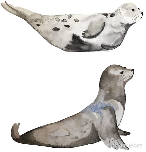 Sea Lion Drawing, Seal Line Drawing, Seal Sketch, Seal Painting Acrylic, Seal Watercolor Painting, Seal Painting, Seal Drawing, Seal Watercolor, Seal Illustration