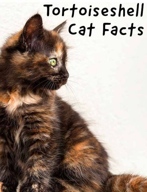 Tortishell Kittens, Tortoise Shell Kitten, Tortoise Shell Cats, Torti Cat, Tortoiseshell Cat Names, Tortoiseshell Cat Personality, Cat Names Ideas, Tortie Kitten, Cat Name Ideas