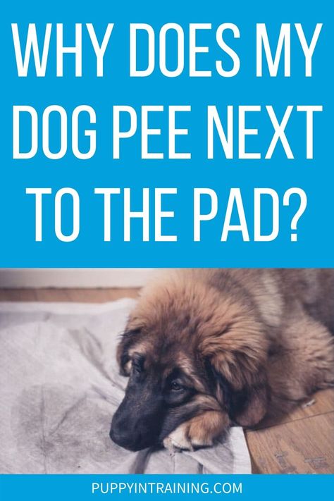 Why Does My Dog Pee Next To The Pad? - dog laying down next to soiled potty pad Potty Patch For Dogs Diy, Indoor Pet Potty Area, How To Train Your Dog To Use Pee Pads, Puppy Pee Pad Ideas, Pee Pad Holder Ideas, Pee Pad Training Puppies Dogs, Indoor Dog Potty Diy, Indoor Dog Potty Area, Dog Potty Diy