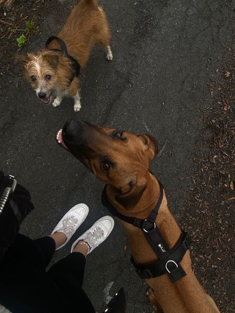 Jogging With Dog, Rhodesian Ridgeback Aesthetic, Walking Dog, Dog Walking Aesthetic, Photos With Dog, Rhodesian Ridgeback, Cute Friend Pictures, Beige Aesthetic, Cute Friends