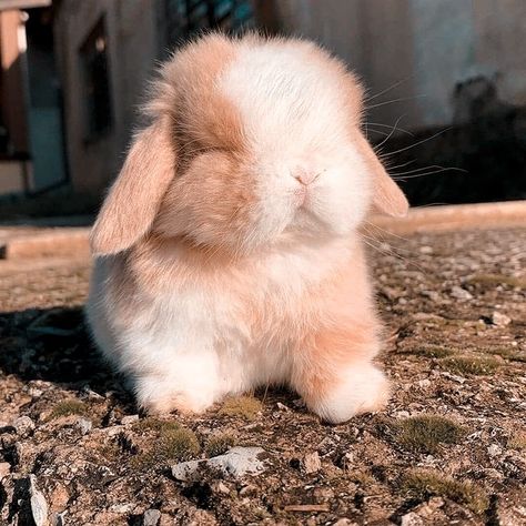 Holland Lop Bunnies Colors, Holland Lop Bunnies Aesthetic, Lop Bunny Aesthetic, Holland Lops Bunnies, Cute Holland Lop Bunnies, Cute Bunny Aesthetic, Bunny Holland Lop, Mini Lop Bunny, Bunny Colors