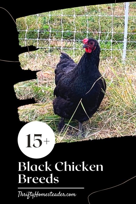 Americauna Chickens, Black Silkie Chicken, Meat Chickens Breeds, Maran Chickens, Rare Chicken Breeds, Buff Orpington Chickens, Black And White Chickens, Rooster Breeds, Chicken Flock