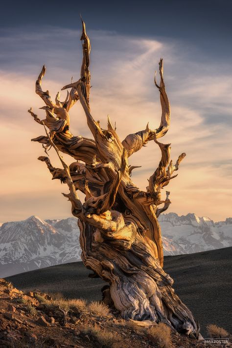 Bristlecone Pine Tattoo, Bristlecone Pine Tree, Pine Tattoo, Natural Beauty Photography, Weird Trees, Bristlecone Pine, Magic Places, Dead Tree, Tree Textures