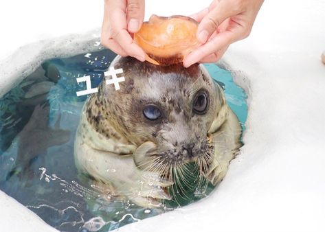 I Love You Dear, Elephant Seal, Cute Seals, A Seal, Sugar Glider, Sea Lion, Cutest Thing Ever, Wholesome Memes, Guinea Pigs