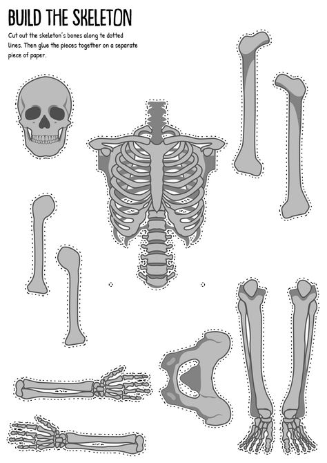 Human Skeleton Worksheet, Skeletal System Elementary, Skeleton Cut Out, Skeletal System Printable, Human Skeleton Labeled, Skeleton Worksheet, Skeleton Labeled, Skeletal System Project, Skeletal System Activities