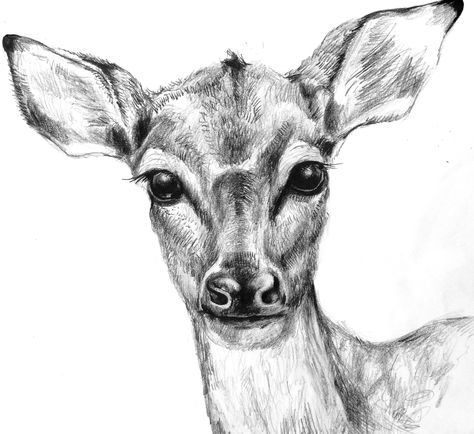 Sketch of doe Animal Drawings Pencil, Pencil Drawings Of Animals, Minimalist Drawing, Deer Art, Animal Sketches, Wildlife Animals, Drawing Videos, Ink Illustrations, Drawing Tutorials