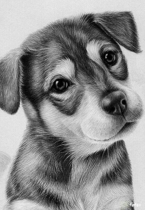 Animals Beautiful Pencil Drawings, Pencil Portrait Drawing, Desen Realist, 강아지 그림, Charcoal Drawings, Amazing Drawings, Pencil Art Drawings, Animal Sketches, Arte Animal