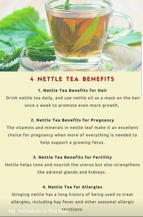 Nettle Tea Benefits, Nettle Tea, Nettle Leaf, Tomato Nutrition, Calendula Benefits, Stinging Nettle, Coconut Health Benefits, Stomach Ulcers, Natural Antibiotics