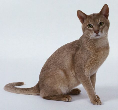 Light Brown Cat, Cat Abyssinian, Cat Design Art, Brown Cats, Kitten Breeds, Cat Poses, Cat References, Tonkinese Cat, American Wirehair