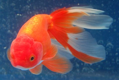 Pretty Fish Photography, Gold Fish Photography, Chunky Goldfish, Goldfish Reference, Chubby Goldfish, Fat Goldfish, Chinese Goldfish, Aesthetic Fish, Pet Aesthetic