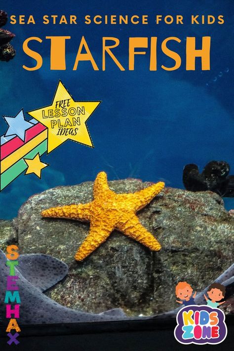 Children are intrigued by starfish and this post is filled with resources you might want to implement into your lesson plans. Included are videos, online books and free downloads. This mini-exploration can be done in 2-5 days.  #starfish #seastars #stemhax #science #lessonplans #kids #PreK #Kindergarten #1stgrade #2ndgrade #teachers #homeschool Starfish Activities, Homeschool Summer, Science Unit Studies, Lesson Plan Ideas, Animal Lessons, Fish Activities, Montessori Playroom, Homeschool Lesson Plans, Sea Stars