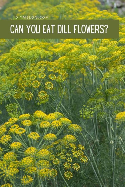 Dill Flowers, How To Grow Dill, Parts Of A Flower, Agriculture Farming, Veggie Garden, What Can I Do, What You Can Do, Do Anything, Yellow Flowers