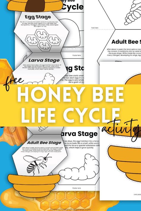 Honey Bee Life Cycle Activity Bee Lapbook Free Printables, Honeybee Life Cycle, Bees Activities, Free Science Printables, Honey Bee Life Cycle, Cycle For Kids, Bee Life Cycle, Life Cycle Craft, Bee Crafts For Kids