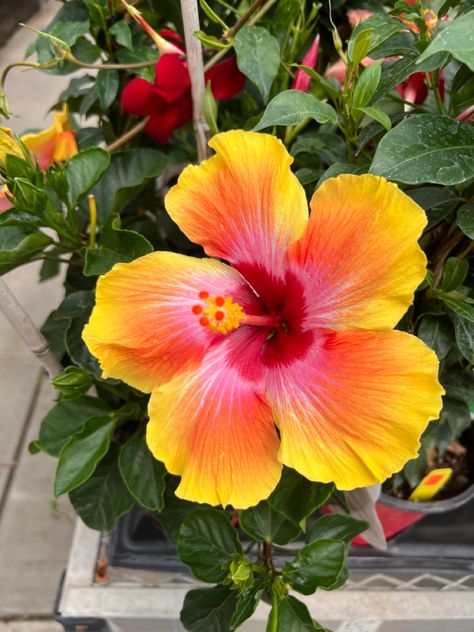 Hibiscus Plant, Boquette Flowers, Nothing But Flowers, Flower Therapy, Hawaiian Flowers, Beautiful Bouquet Of Flowers, Deco Floral, Beautiful Flowers Pictures, Pretty Plants