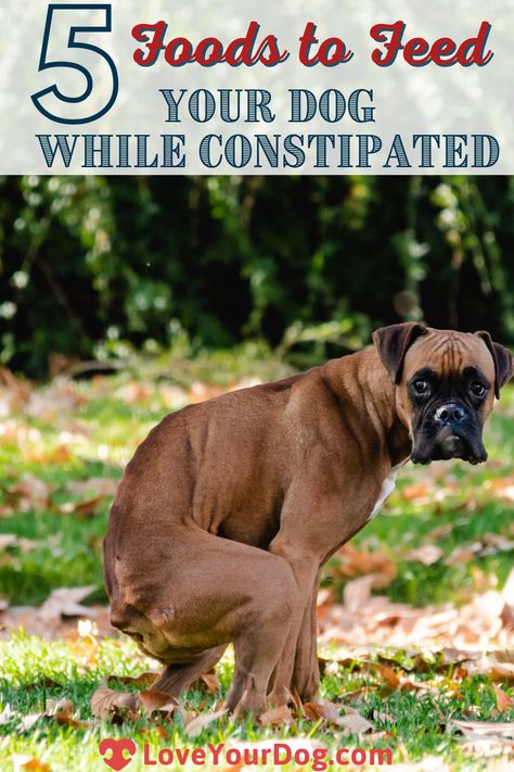 Constipated Dog Home Remedies, Constipation Relief For Dogs, Dog Constipation Remedies, Constipation In Dogs, What To Feed Dogs, Fiber For Dogs, Constipated Dog, Dog Homemade, Foods Dogs Can Eat