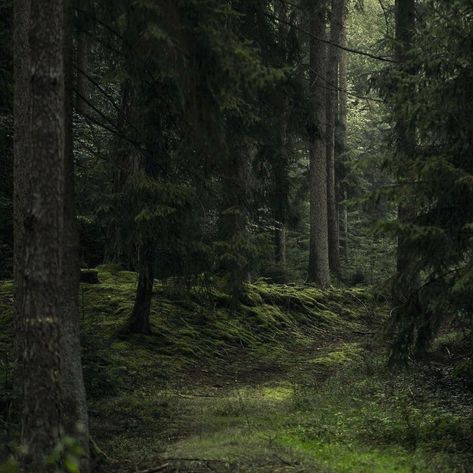 Eden Green Aesthetic, Dark Pine Forest Aesthetic, Tavern Core, Beverly Core, Pine Forest Aesthetic, Carpathian Forest, Isla Nublar, Dark Naturalism, Dark Forest Aesthetic