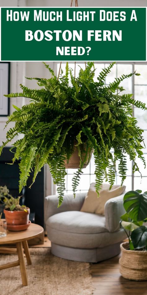 "Boston fern care, indoor plant care, plant lighting, houseplant care, plant 
growth, natural light, plant care tips, fern care, plant maintenance, plant 
health, plant care guide, indoor gardening, plant requirements, plant care 
advice, light exposure, plant care instructions." Indoor Ferns, Indoor Orchids, Boston Fern, Plant Care Houseplant, Living Room Plants, Orchids Garden, Indoor Plant Care, Fern Plant, Growth And Development