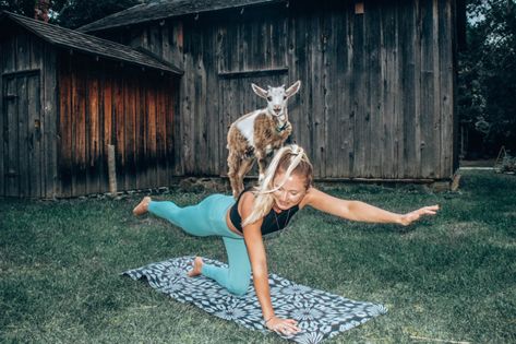 Yoga With Goats, Animal Yoga, Goat Yoga, Yoga Guide, Deer Creek, Wellness Yoga, Yoga Pictures, Wellness Travel, Cuddly Animals