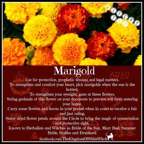 Magical Uses For - Marigold Marigold Witchcraft, Marigold Magic, Happiness Spell, Candle Color Meanings, Wicca Recipes, Planting Marigolds, Magickal Herbs, Witch Herbs, Magic Herbs