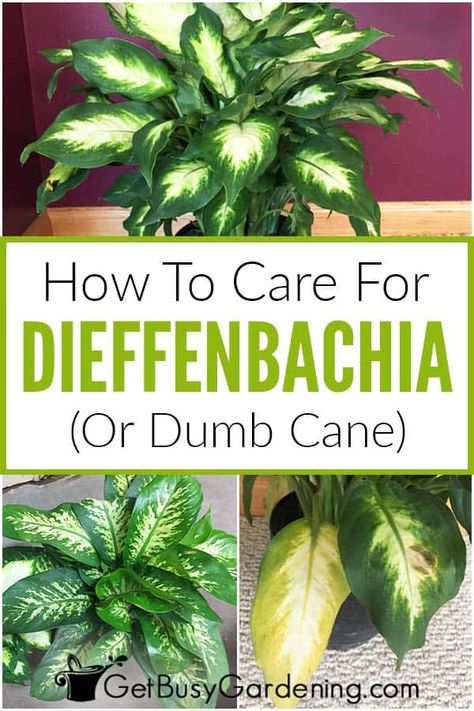 Considering a dieffenbachia or dumb cane plant for your house? These lush, tropical plants with their beautiful foliage are great for indoors, and even do well in low light conditions if cared for properly. Learn everything you need to know about water, fertilizer, and light requirements to have a happy and healthy plant that lasts for many years. Find out all my tips and tricks for dieffenbachia care, including how to propagate any variety of this easy houseplant in this complete guide. Dieffenbachia Care, Dieffenbachia Houseplant, Soil Fertilizer, Plant Care Houseplant, Indoor Plant Care, Inside Plants, Smart Garden, Growing Plants Indoors, House Plant Care