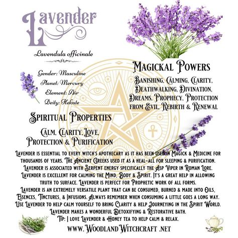 Lavender has been used for centuries for its soothing and calming properties. But did you know that it also has powerful magickal properties? #lavender #magick #spells #rituals #intuition #calm #peace #protection #purification #healing #witchyvibes #witchythings #mindbodyspirit #tranquility Lavender Witchcraft, Purification Spell, Lavender Meaning, Lavender Magic, Magick Herbs, Herbs Medicine, Altar Inspiration, Witchy Garden, Magickal Herbs