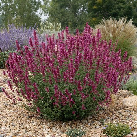 Sage Purple, High Country Gardens, Russian Sage, Gravel Garden, Mid Summer, Drought Tolerant Plants, Ornamental Grasses, Desert Landscaping, Perennial Plants